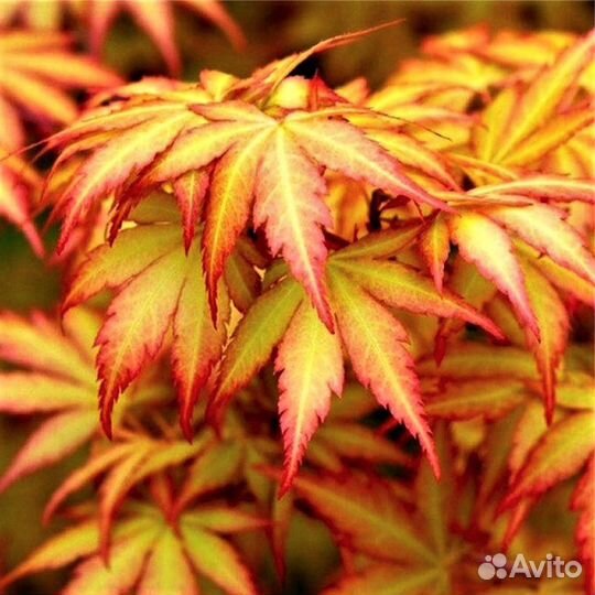 Декоративные деревья, зкс, подробно в тексте