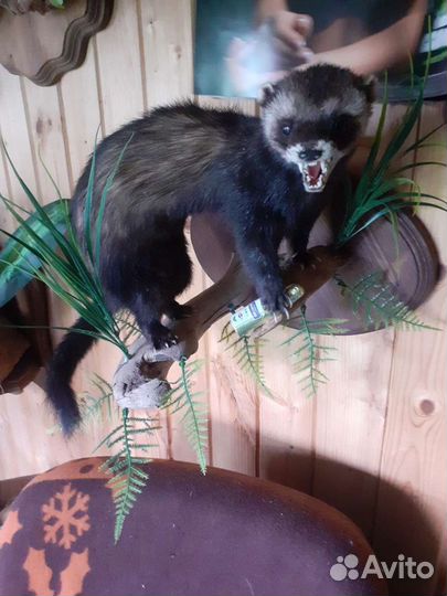 Чучела животных