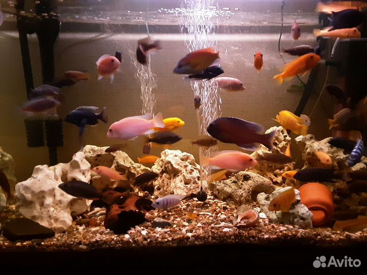 Малавийские цихлиды и корма