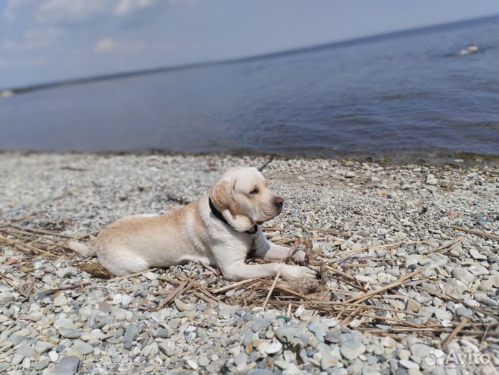 Кобель лабрадора вязка