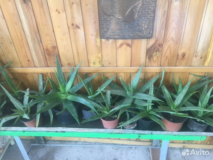 Алоэ вера от