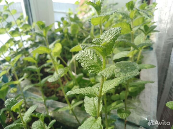 Мята, саженцы