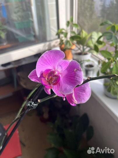 Орхидея фаленопсис