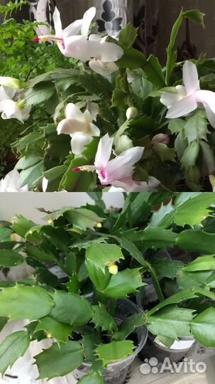 Декабрист белый, желтый, оранж