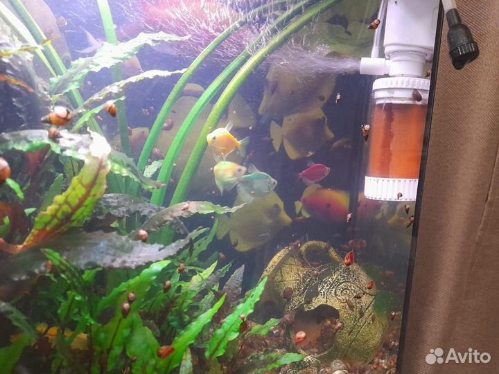 Аквариум, 35л, с рыбками, водорослями, улитками