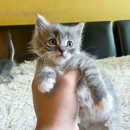 Серый котенок девочка 1 месяц