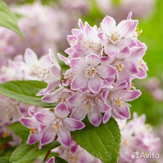 Дейция Расбери Сандей