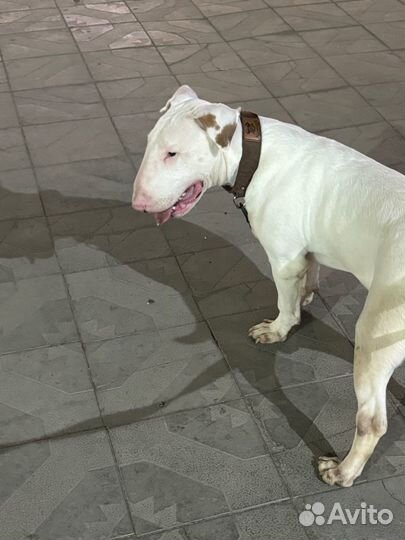 Бультерьер