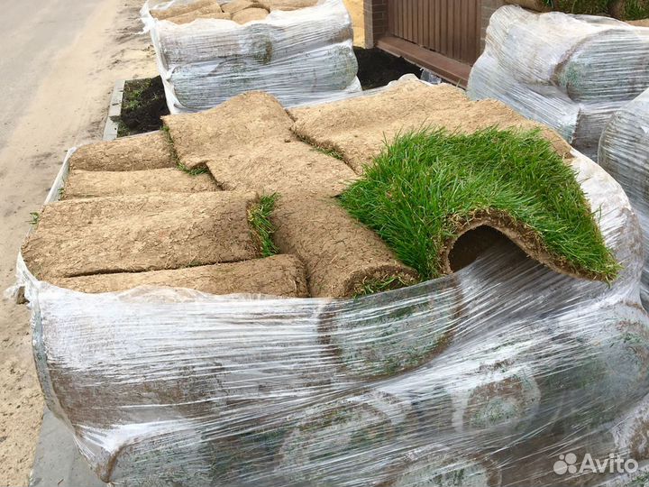 Рулонный газон