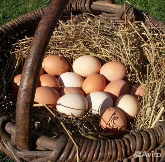 Домашние куриные яйца