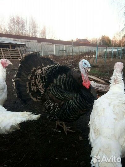 Мясо домашней индейки