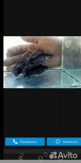 Молинезии вуалифер,гуппи красный бландин