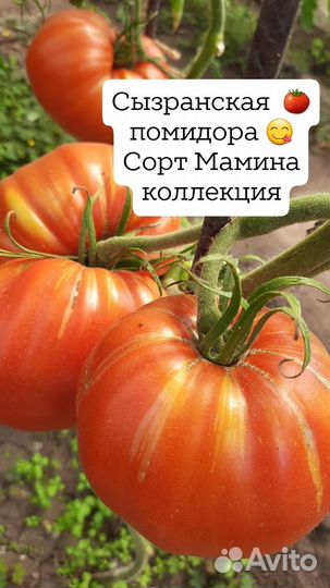 Семена сызранской помидоры Коллекция лучших сортов