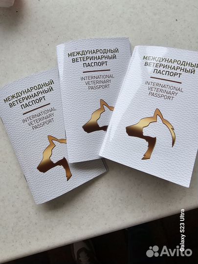 Щенки чихуахуа девочки