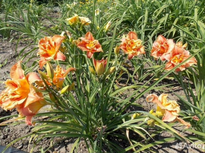 Лилейники Конго Коралл