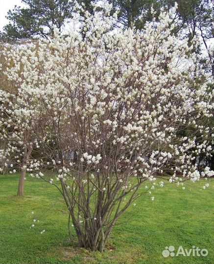 Ирга саженцы