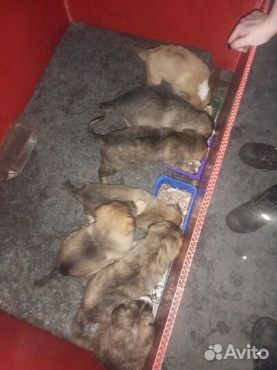 Отдам щенков в добрые руки бесплатно