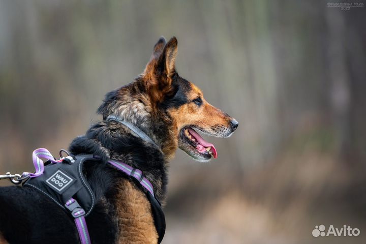 Собака в добрые руки отдам бесплатно