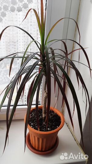 Пальма драцена