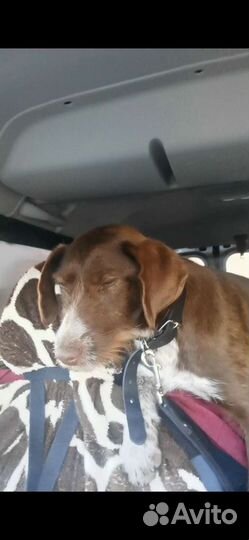 Перевозка животных по россии