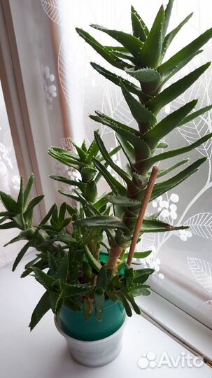 Отдам бесплатно суккуленты