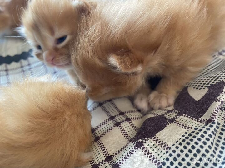 Котята ищут дом