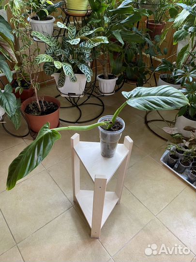 Филодендрон Субхастатум