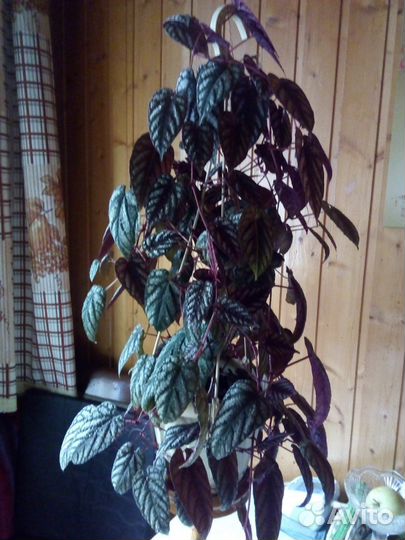 Циссус -дисколор