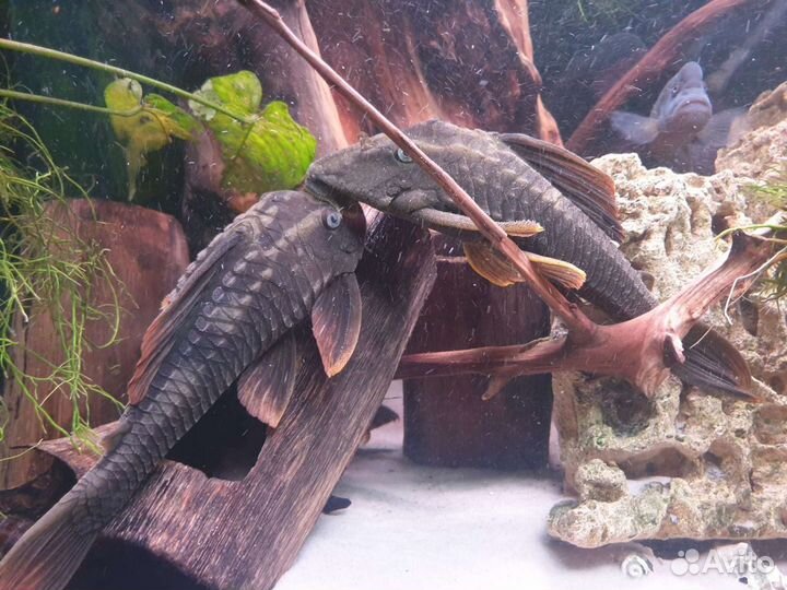 Продаю излишки номерных сомов и другой рыбы