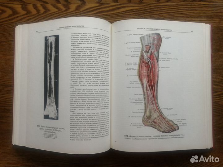 Атлас анатомии Синельников том 3