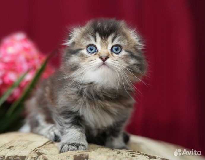 Котята шотландские
