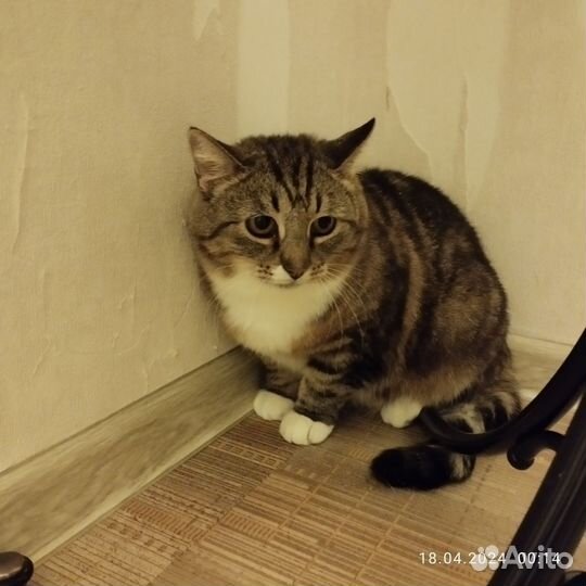 Кошечка 3 года