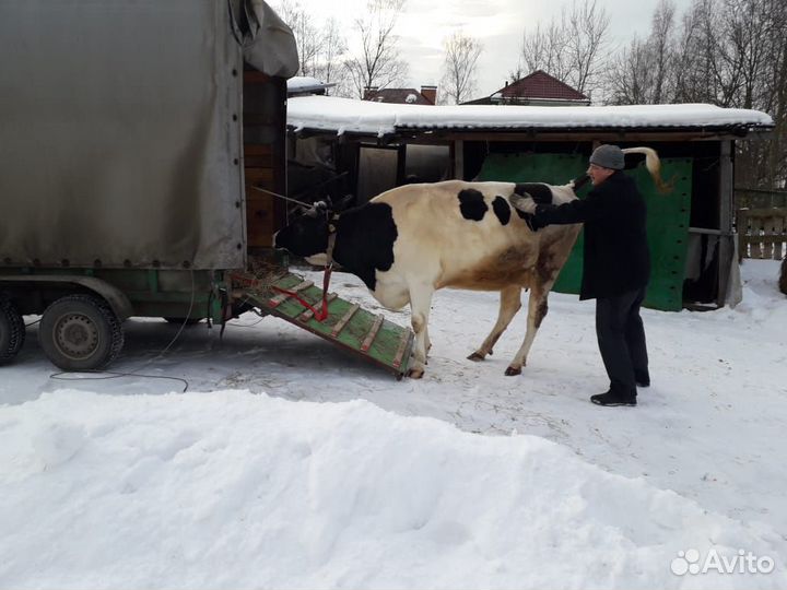 Перевозка коровы, теленка, овец, коз и т.д