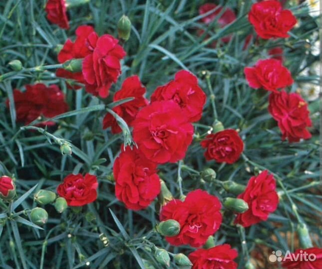 Гвоздика ампельная и кустовая