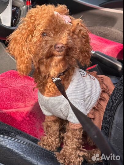 Мальтипу вязка