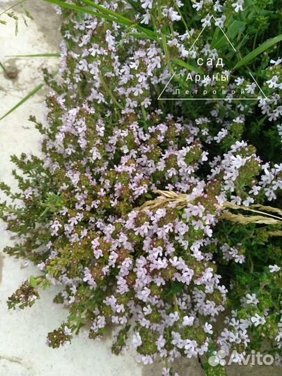 Тимьян Чабрец