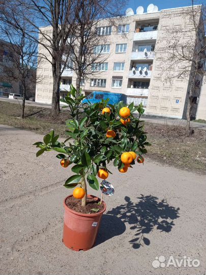 Цитрофортунелла