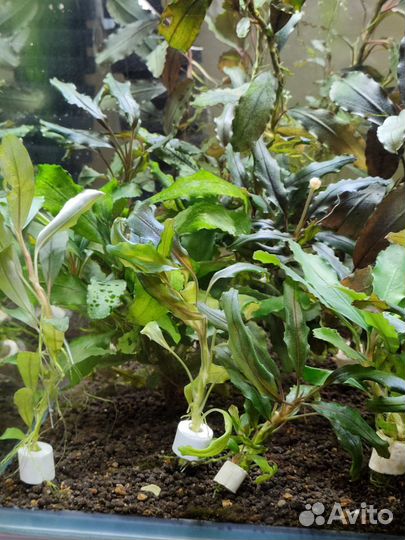 Буцефоландры