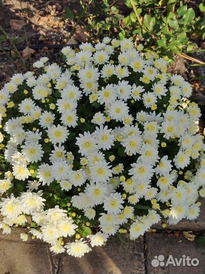 Хризантемы мультифлора