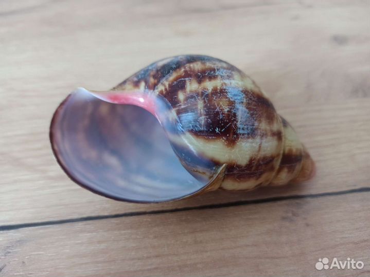 Морская раковина