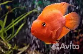 Аквариумные рыбки