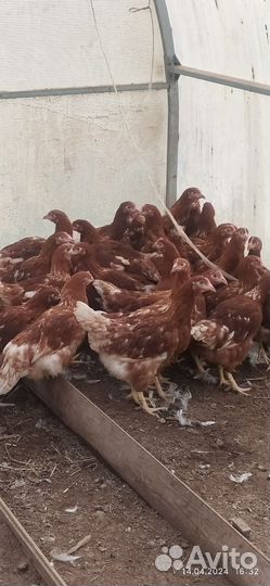 Куры несушки продам