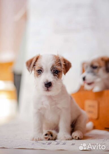 Джек Рассел терьер