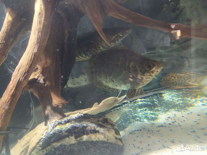 Аквариумные рыбы и растения