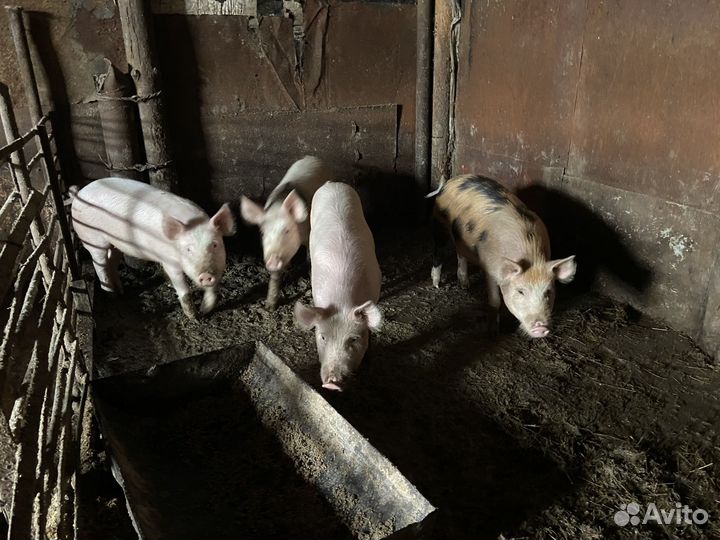 Поросята