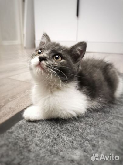 Отдам котёнка в добрые руки