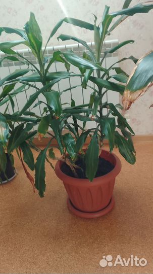 Домашние растения