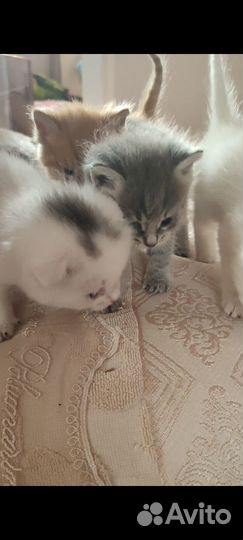 Кошки в добрые руки бесплатно