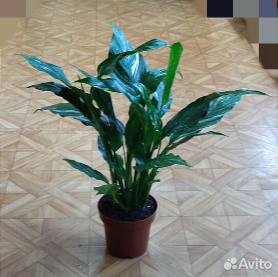 Спатифиллум Даймонд вар /Spathiphyllum Diamond var