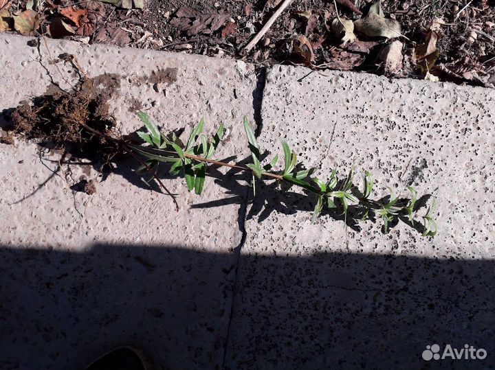 Барбарис Юлианы саженец 1год